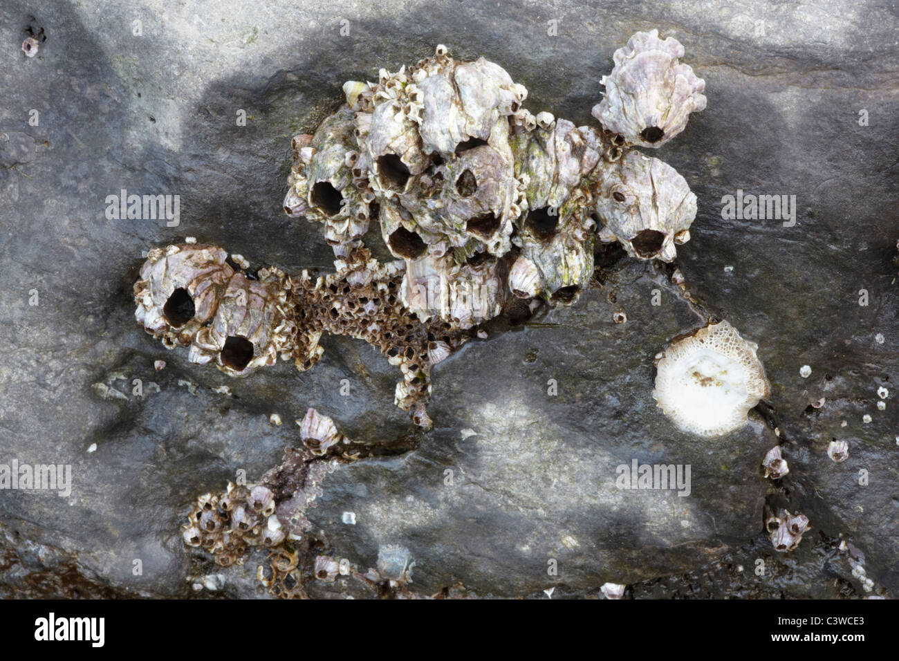 Acorn oscuro percebes (Belanus perforatus) sobre las rocas en Rhossili Bay, South Wales, REINO UNIDO Foto de stock