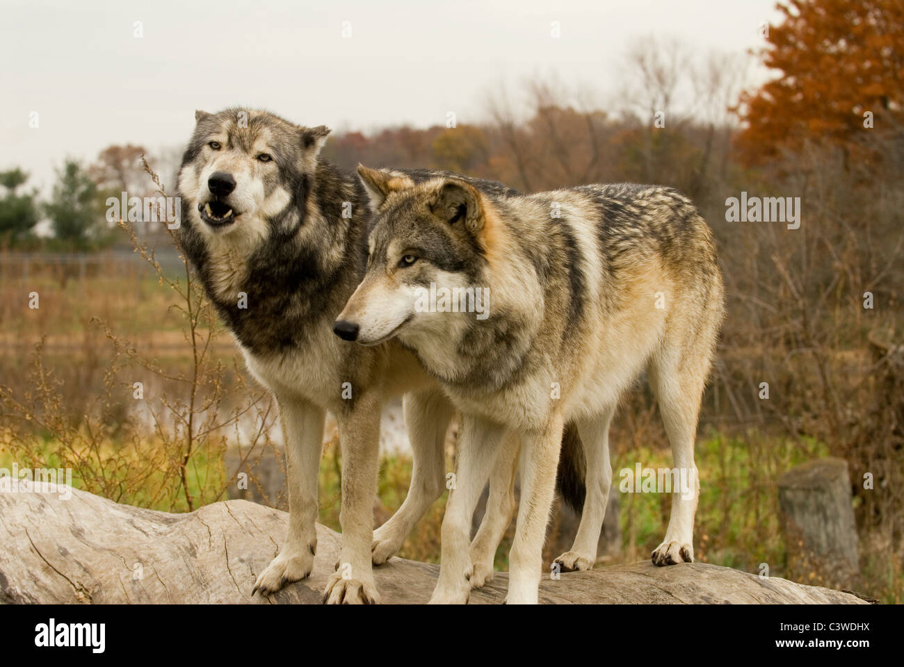 Usted distraer a él, voy a agarrar la cámara--Los Lobos Grises (Canis lupus) Foto de stock