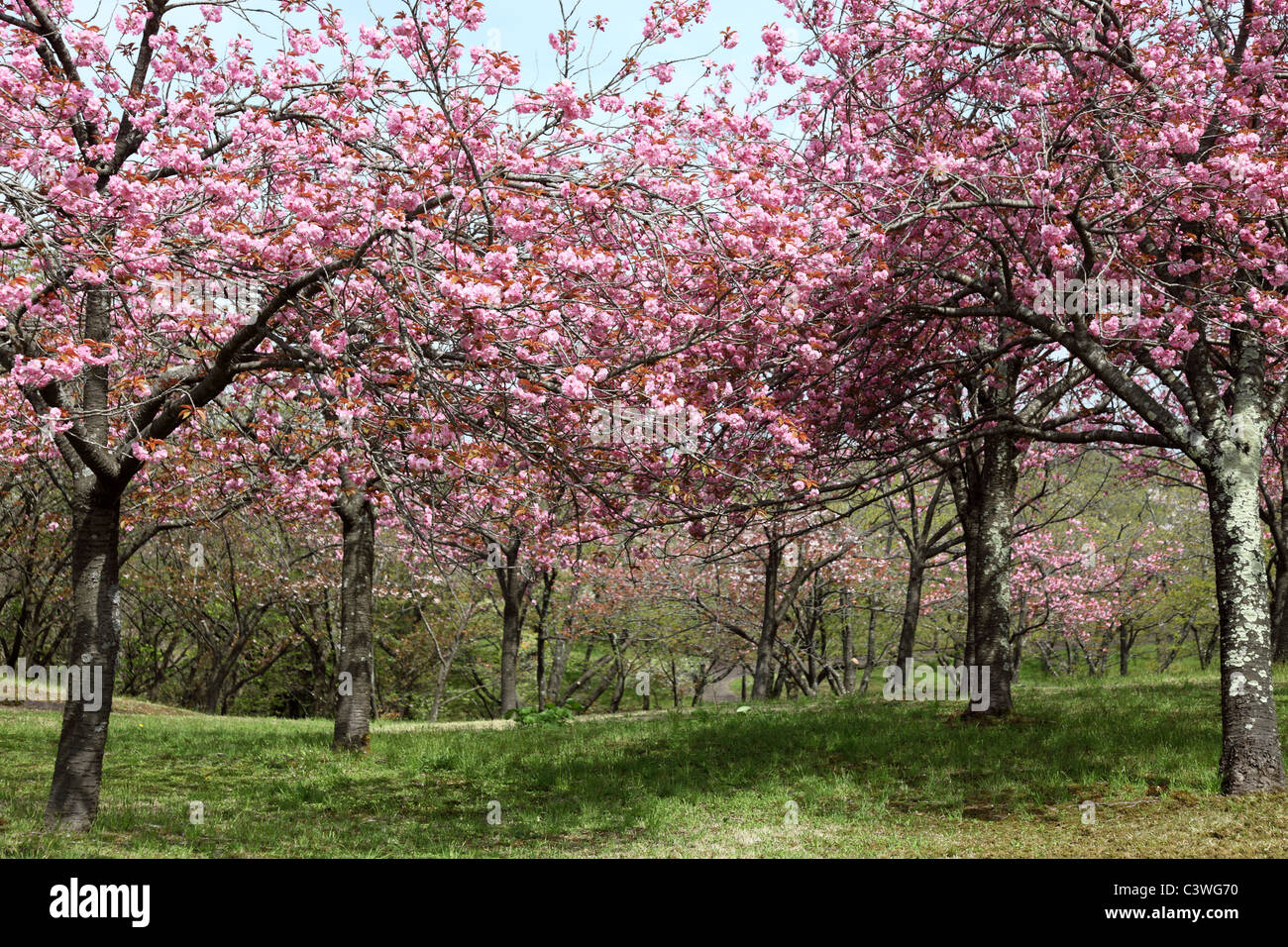 Los cerezos en flor en el parque Akita Japón Foto de stock