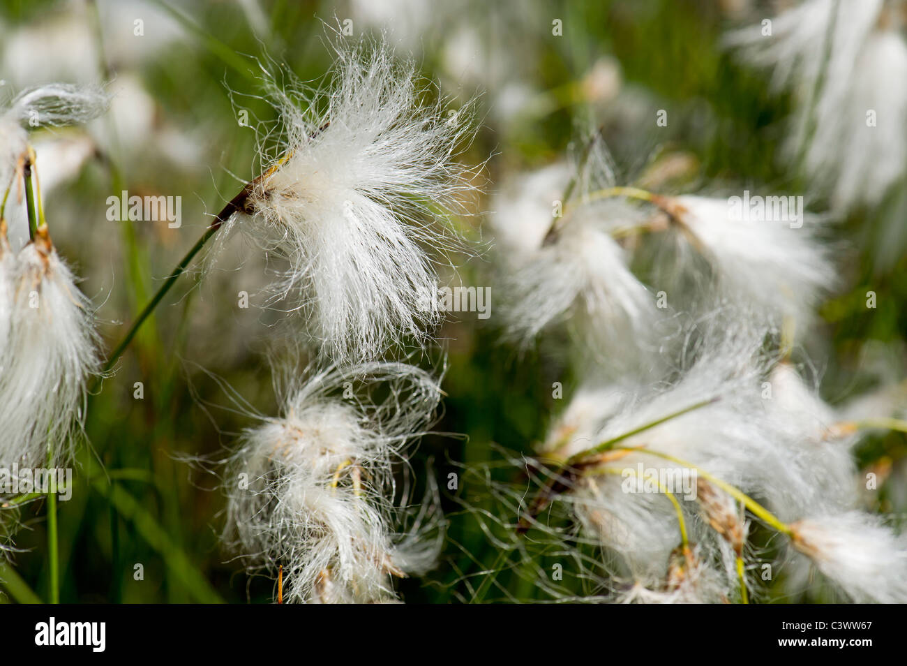 Hierba de algodón cottongrass CYPERACEAE Eriophorum angustifolium honck jardinería jardín de nieve bola de nieve blanca flor floración s Foto de stock