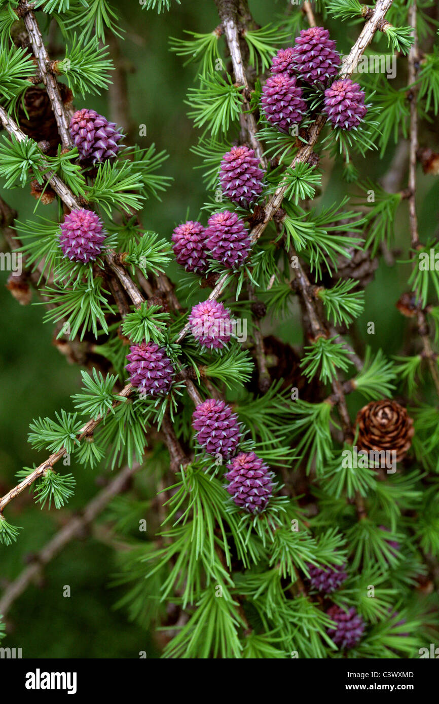 Unión Alerce, Larix decidua, Pinaceae. Europa. Los jóvenes conos en primavera. Foto de stock