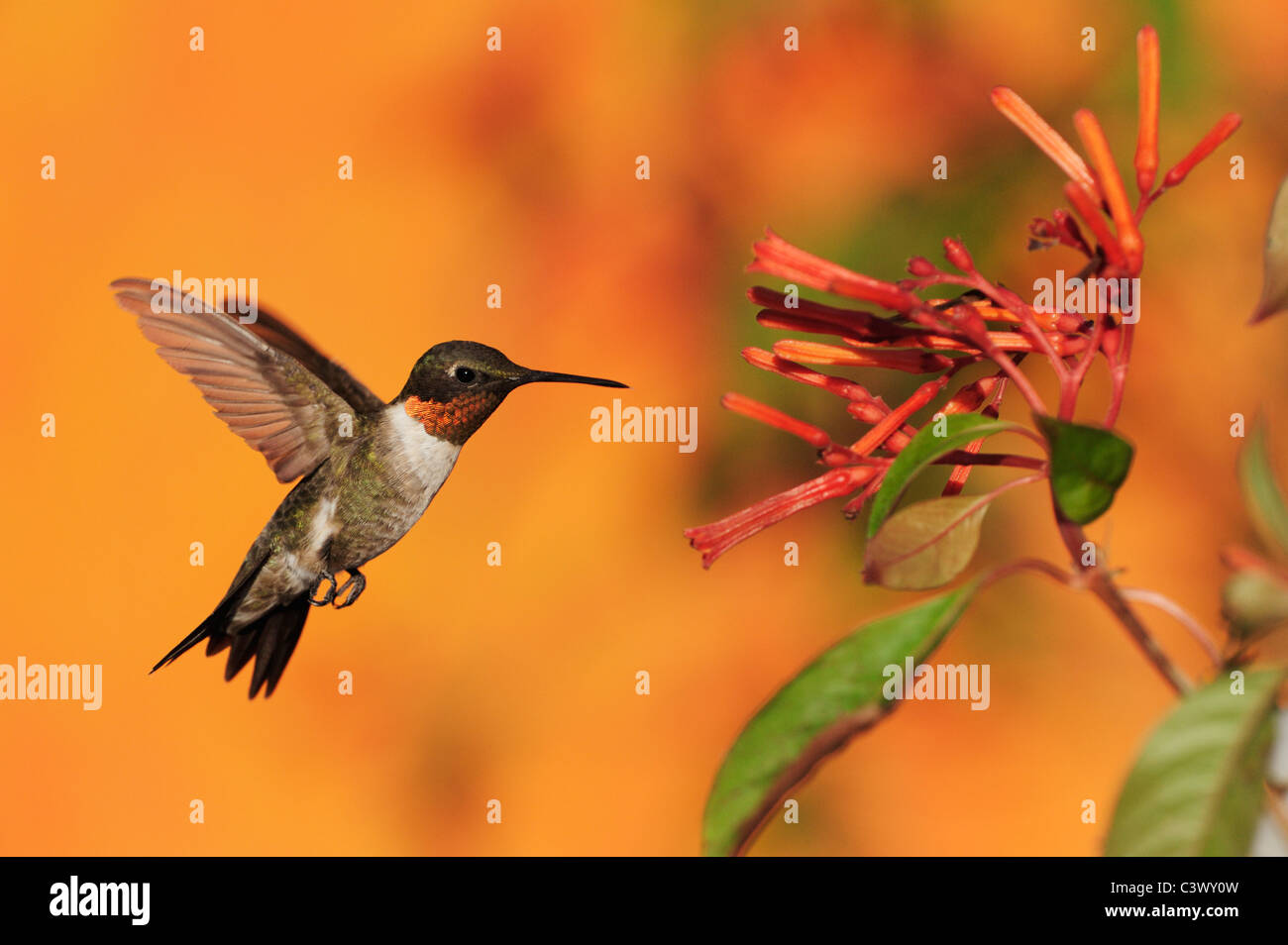 Ruby-throated Hummingbird (Archilochus colubris), macho en vuelo se alimentan en Firebush (Hamelia patens) Flor, Texas Foto de stock