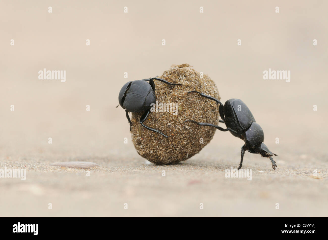 Escarabajos del estiércol (Scarabaeinae), adultos rodando la bola de estiércol, Laredo, condado Webb, el sur de Texas, EE.UU. Foto de stock