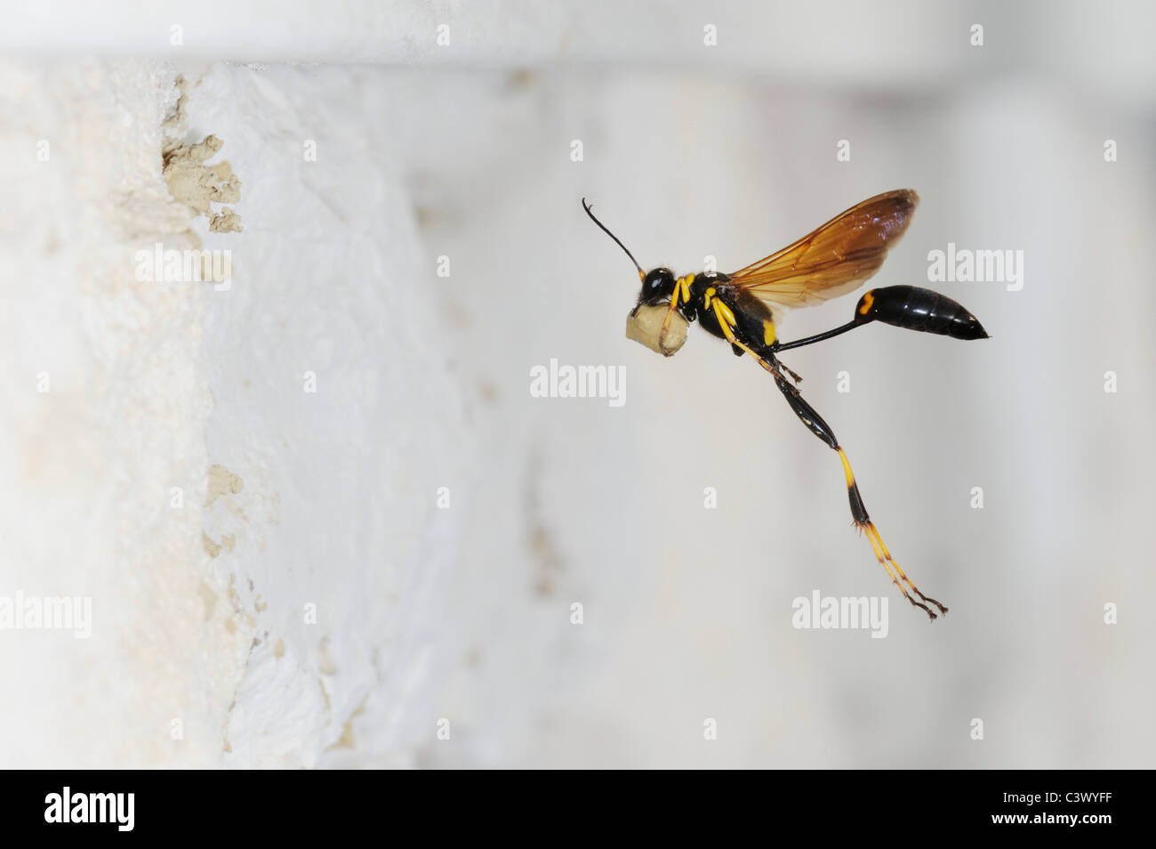 Bola de barro negro y amarillo (Sceliphron caementarium), hembra en vuelo llevando barro para anidar la pared interior, Comal County, Texas Foto de stock