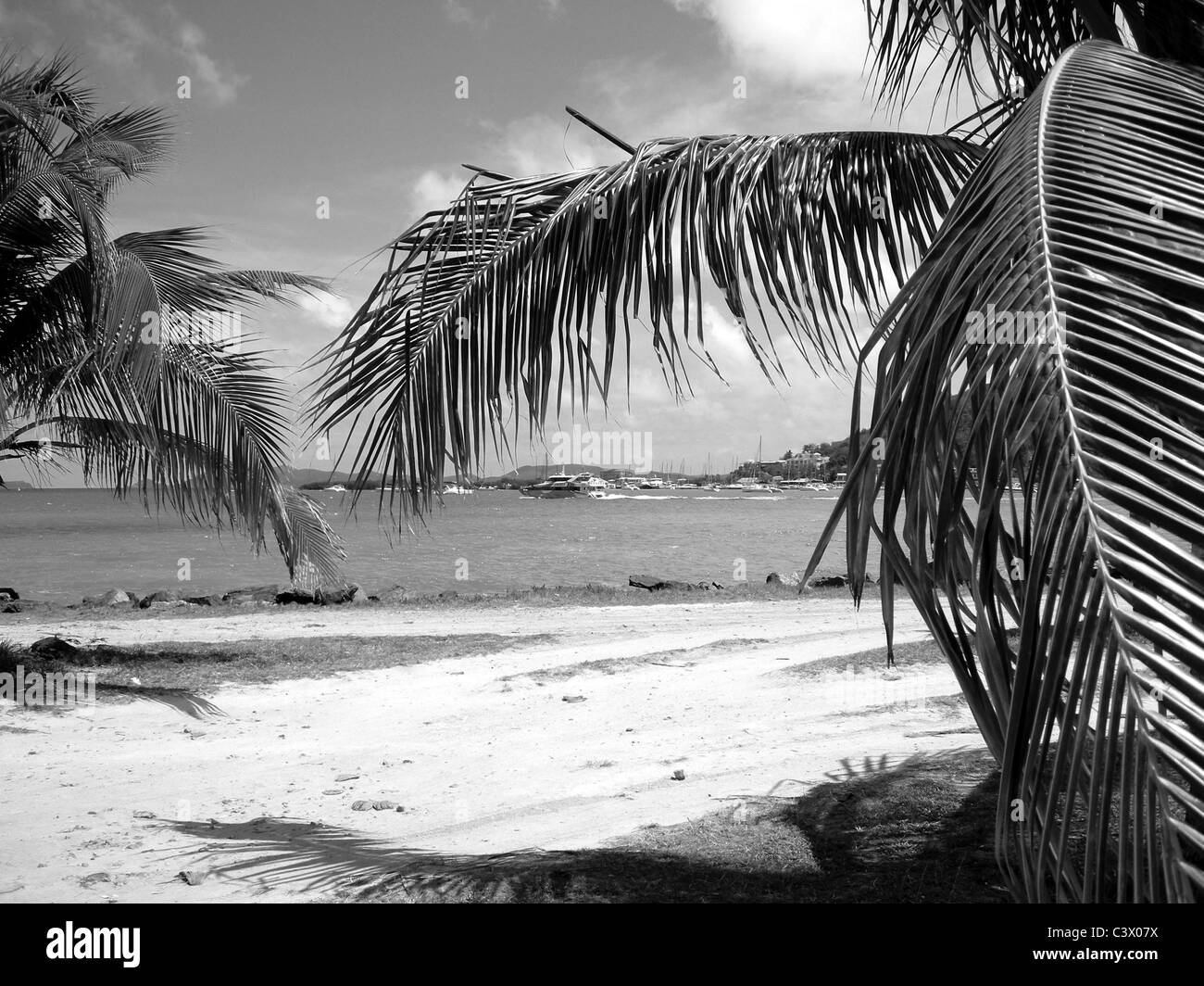 Palmeras en Tortola West Indies Foto de stock