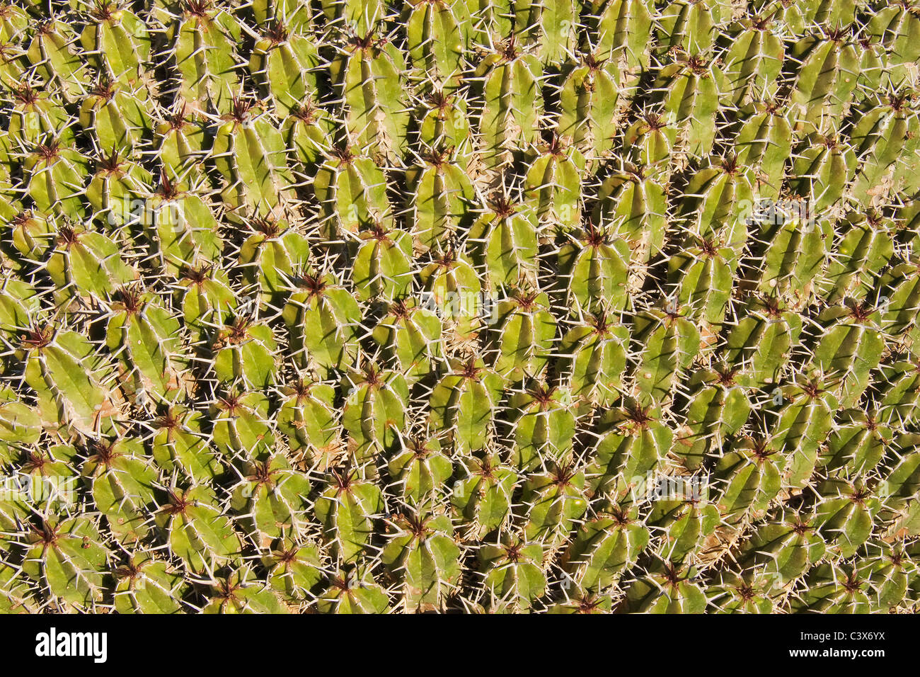 Euphorbia gallonadas, una planta suculenta muy común del Anti-Atlas montañas en el sudoeste de Marruecos. Foto de stock