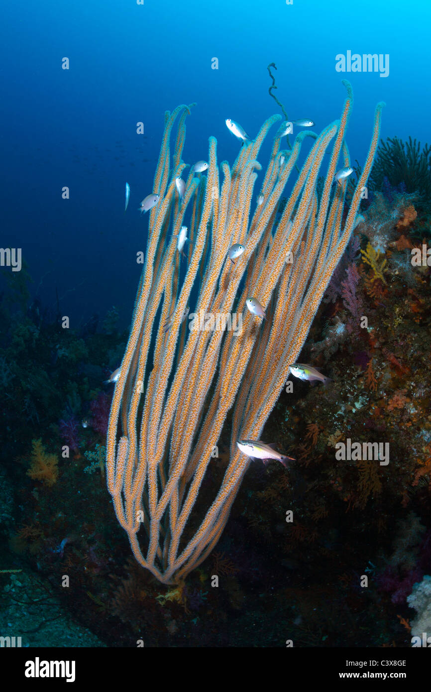 Plexauroides Ellisella y coral blando Foto de stock