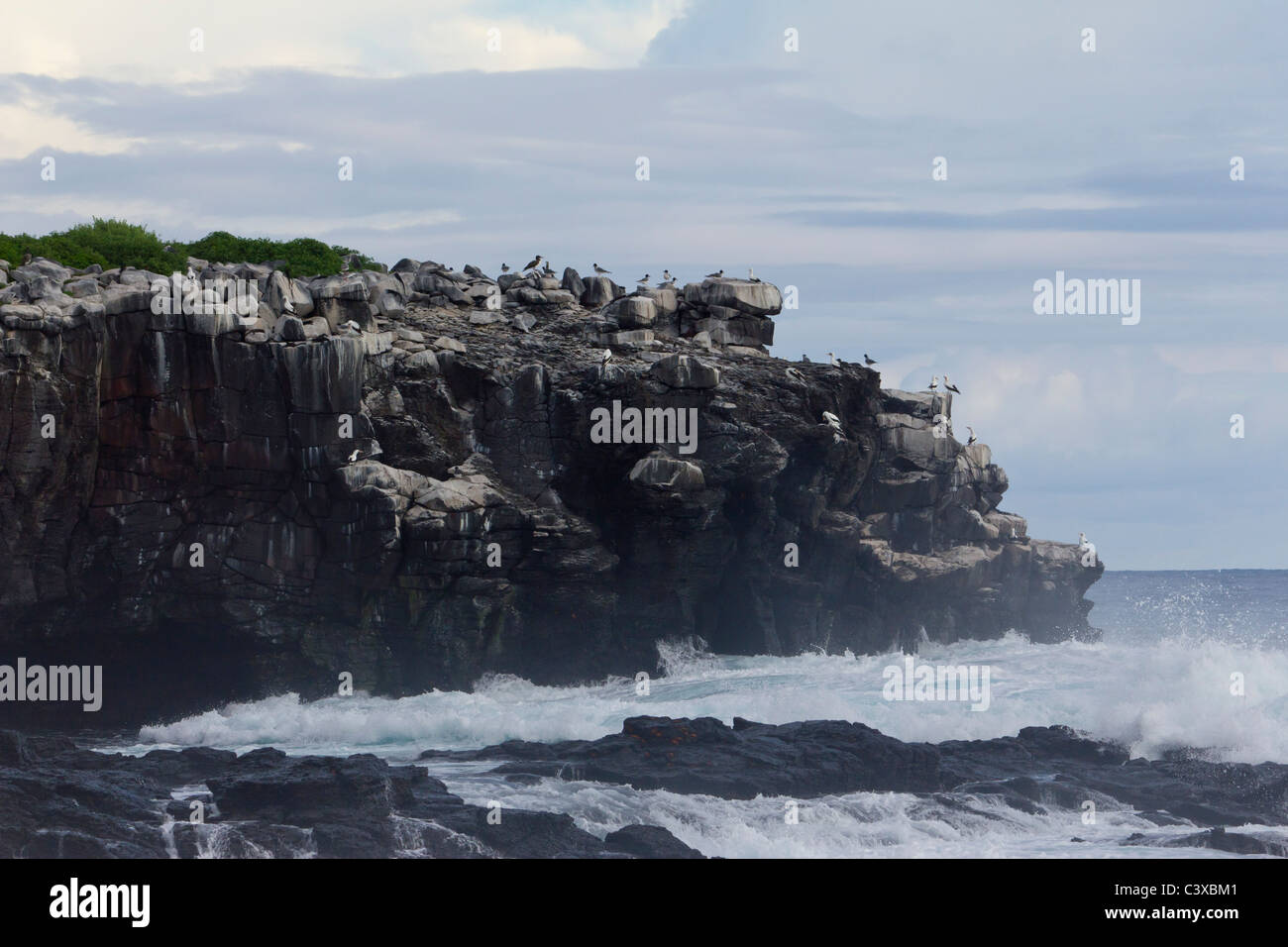 Cliff con anidamiento de aves marinas, Punta Suárez, Isla Española, Las Islas Galápagos, Ecuador Foto de stock