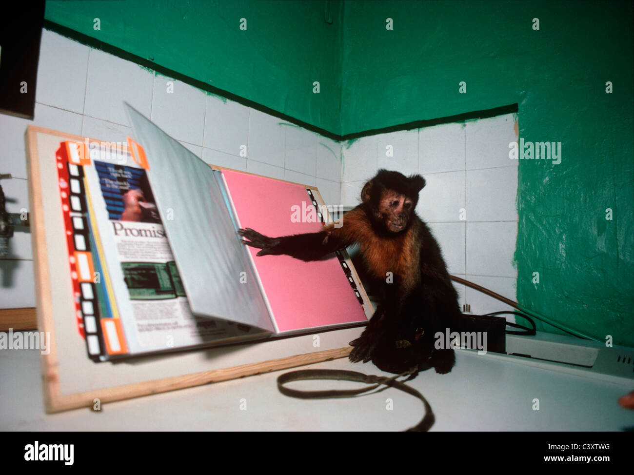 Mono Capuchino pasa la página de un libro, actuando como un asistente para personas con discapacidades físicas. Tel Aviv, Israel Foto de stock