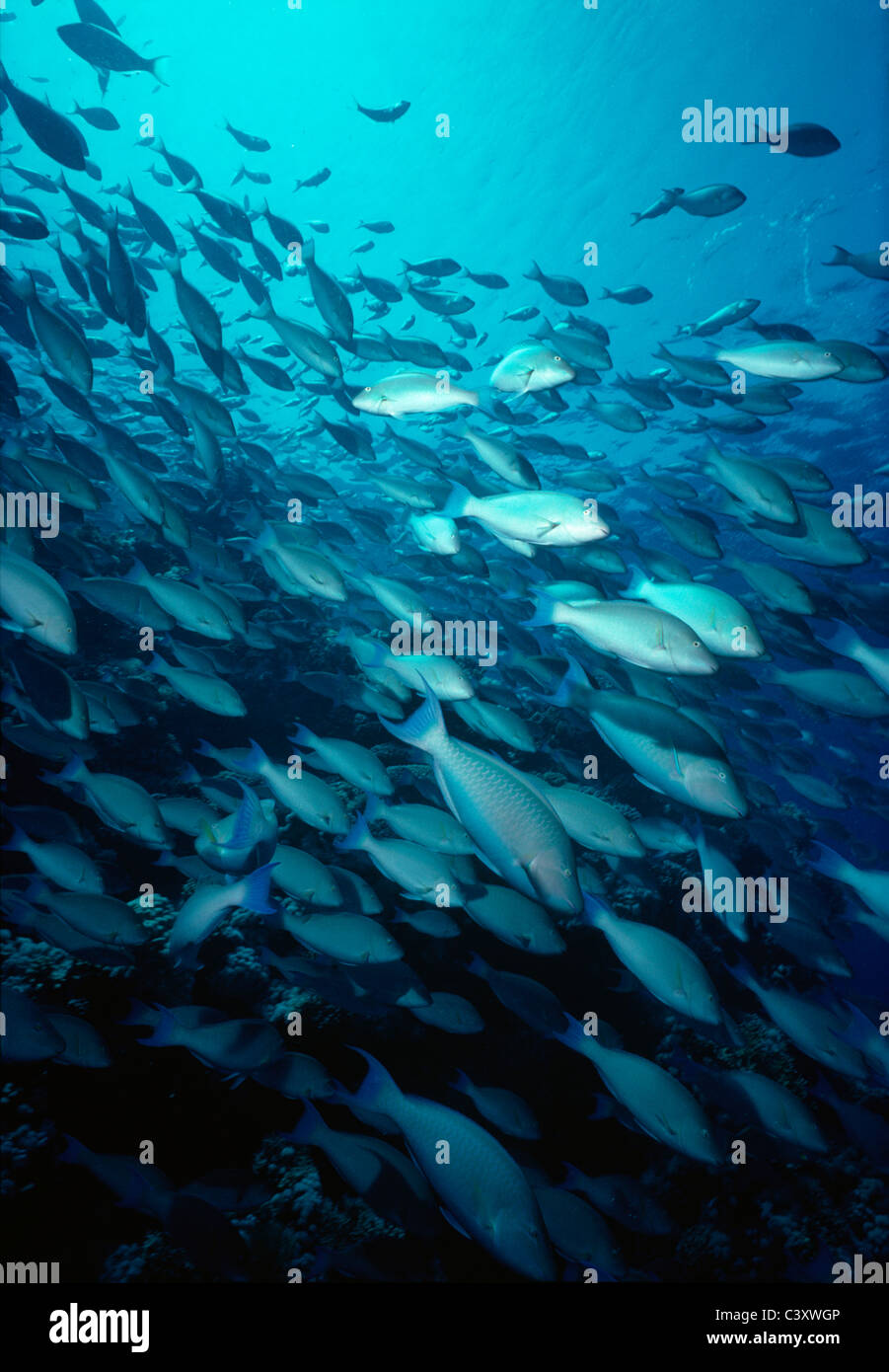 El pez loro (Scaridae) la escolarización. Egipto, el Mar Rojo. Foto de stock