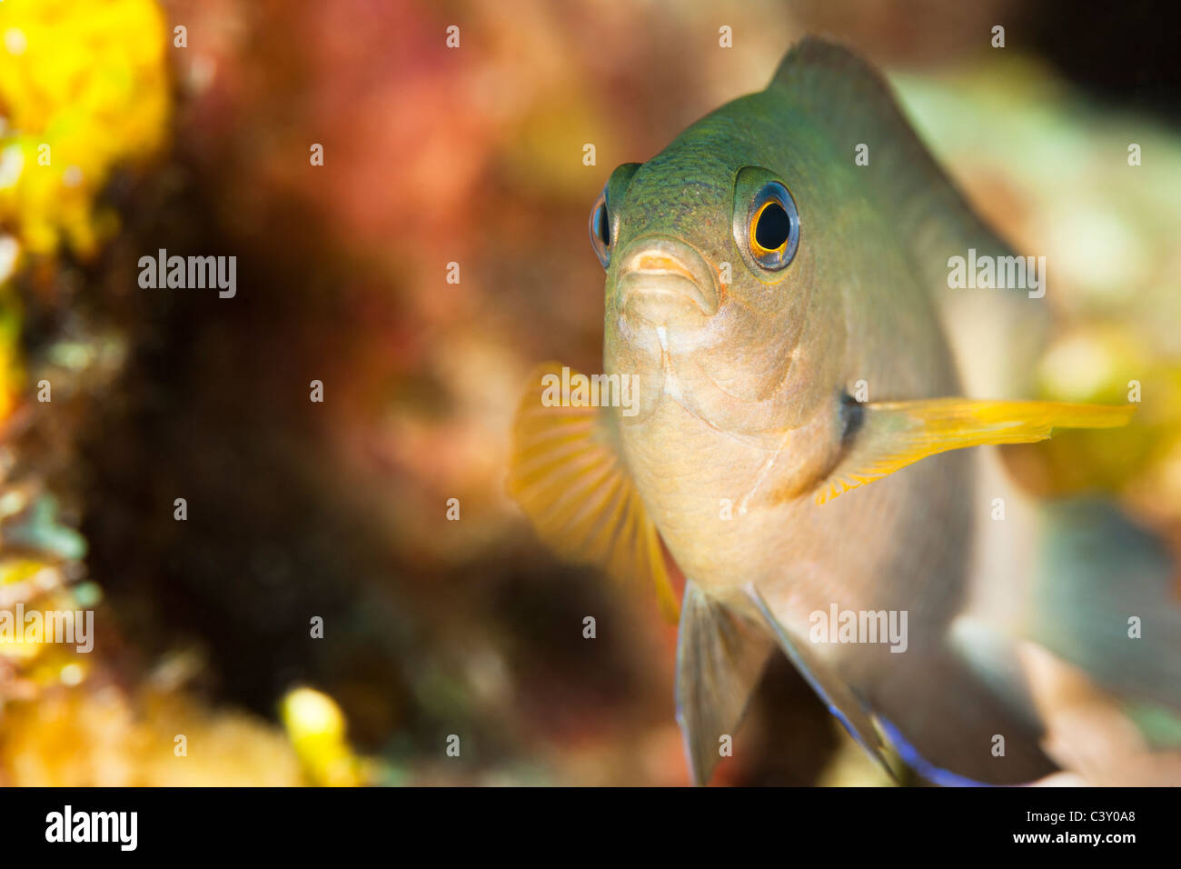Threespot damisela (Stegastes planifrons) sobre un arrecife de coral tropical de la isla de Roatán, Honduras. Foto de stock