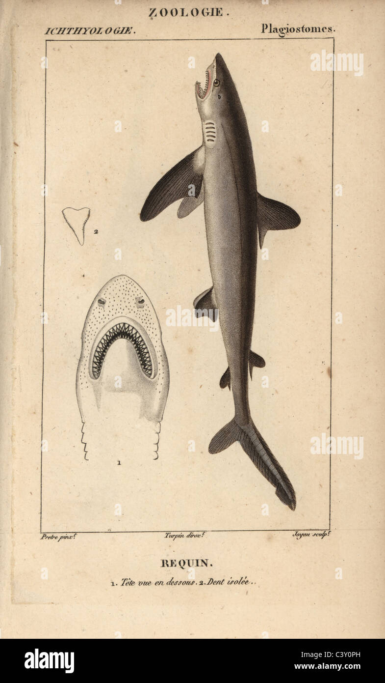 Shark Foto de stock