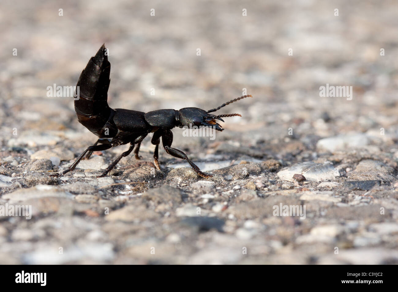 Minuto escarabajo scavenger marrón Foto de stock