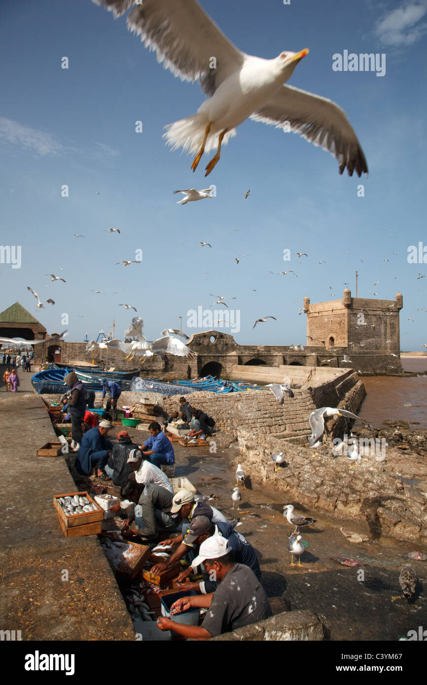 Las gaviotas vuelan sobre la gente trabaja en el mercado de pescado en la costa del Atlántico en Essaouira, Marruecos Foto de stock
