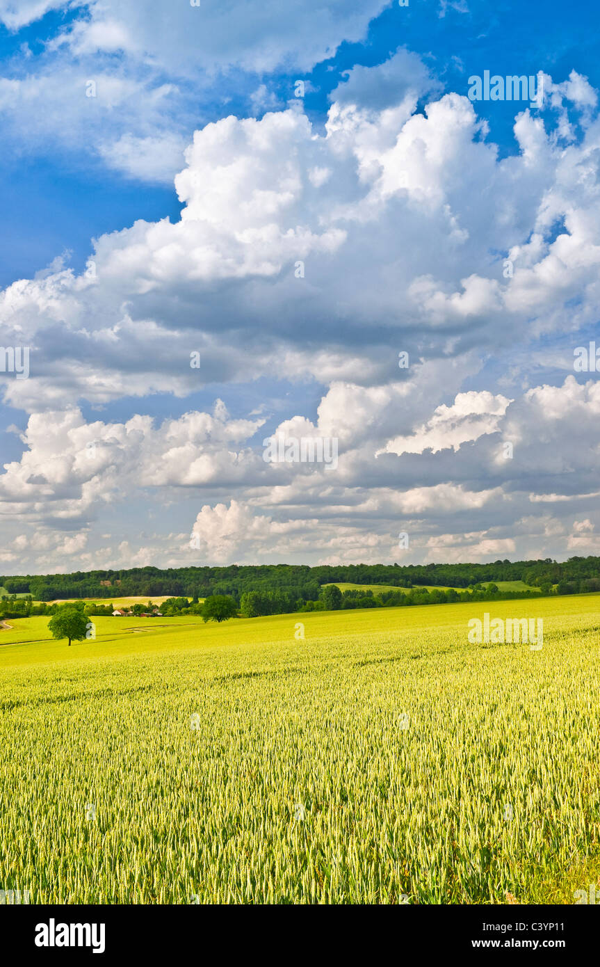 Gran campo de maíz - maduración Indre-et-Loire, Francia. Foto de stock
