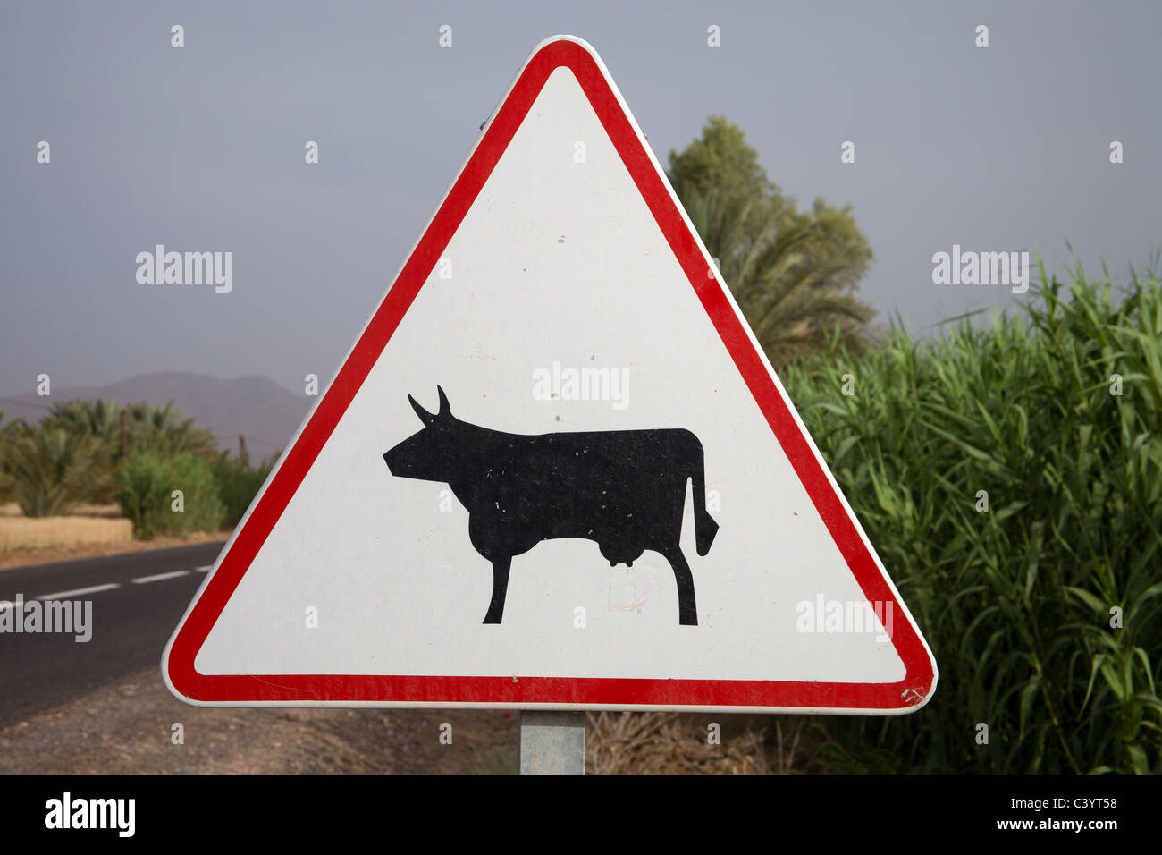 Signo de vaca en una carretera en Marruecos Foto de stock