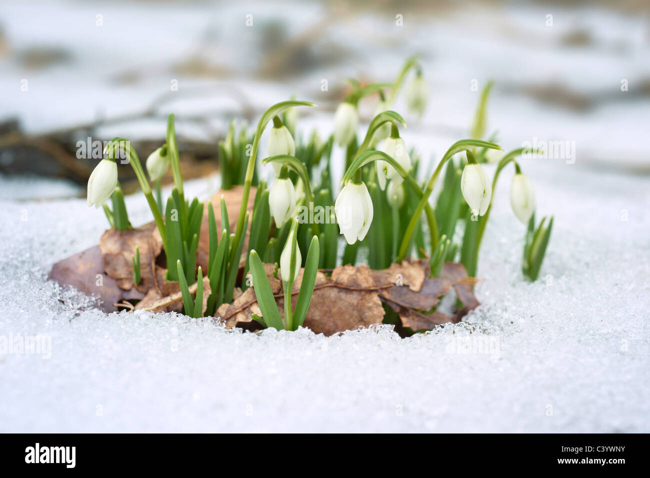 Snowdrop flores que crecen bajo la nieve, tiempo de primavera Foto de stock