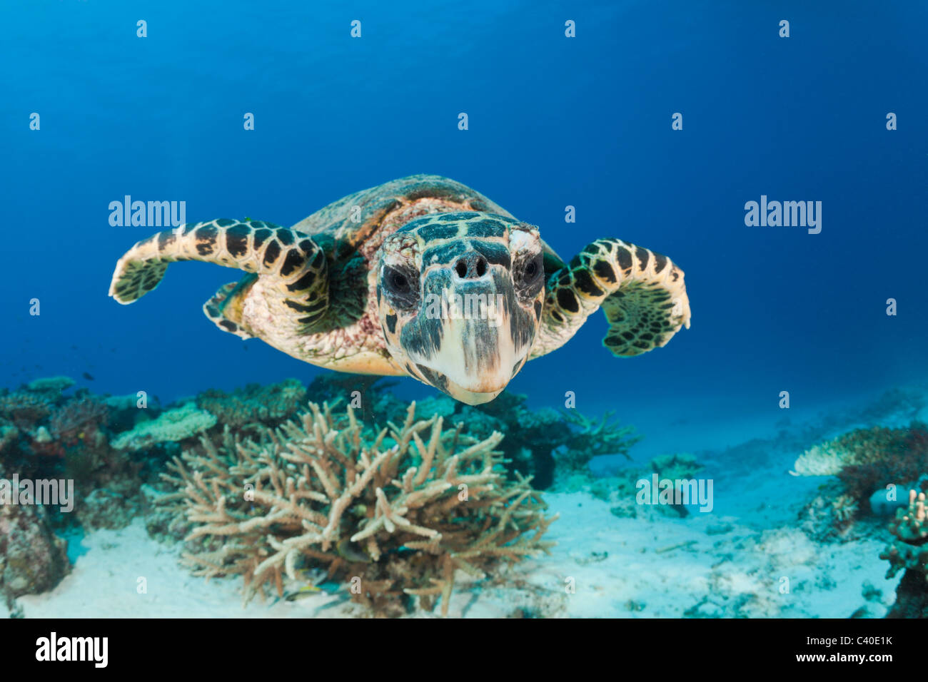 La tortuga carey, Eretmochelys imbricata, Namena Reserva Marina, Fiji Foto de stock