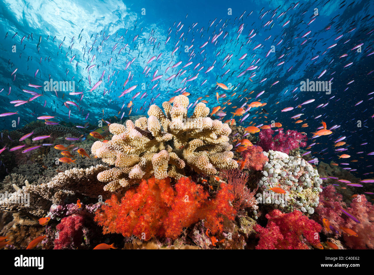 Coloridos arrecifes de coral, Namena Reserva Marina, Fiji Foto de stock