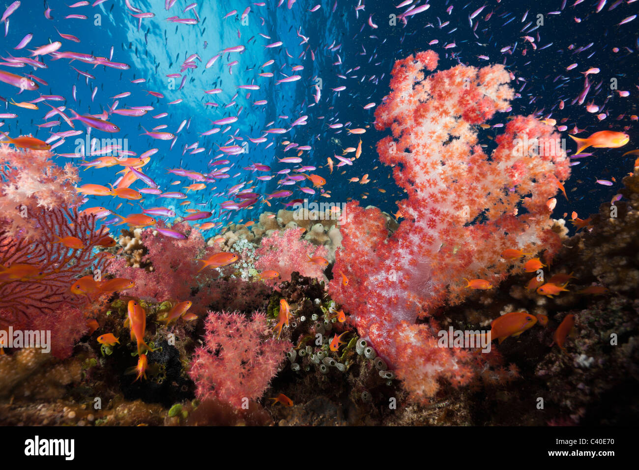 Coloridos arrecifes de coral, Namena Reserva Marina, Fiji Foto de stock