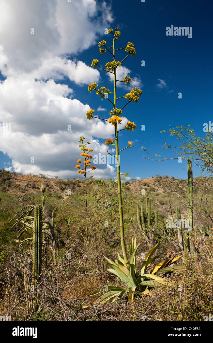 Inflorescencia de la planta de Agave, Agave sp., de la Provincia Independencia, República Dominicana Foto de stock