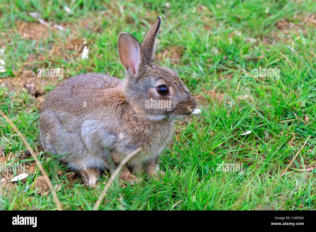 Unión conejo Oryctolagus cuniculus. Foto de stock