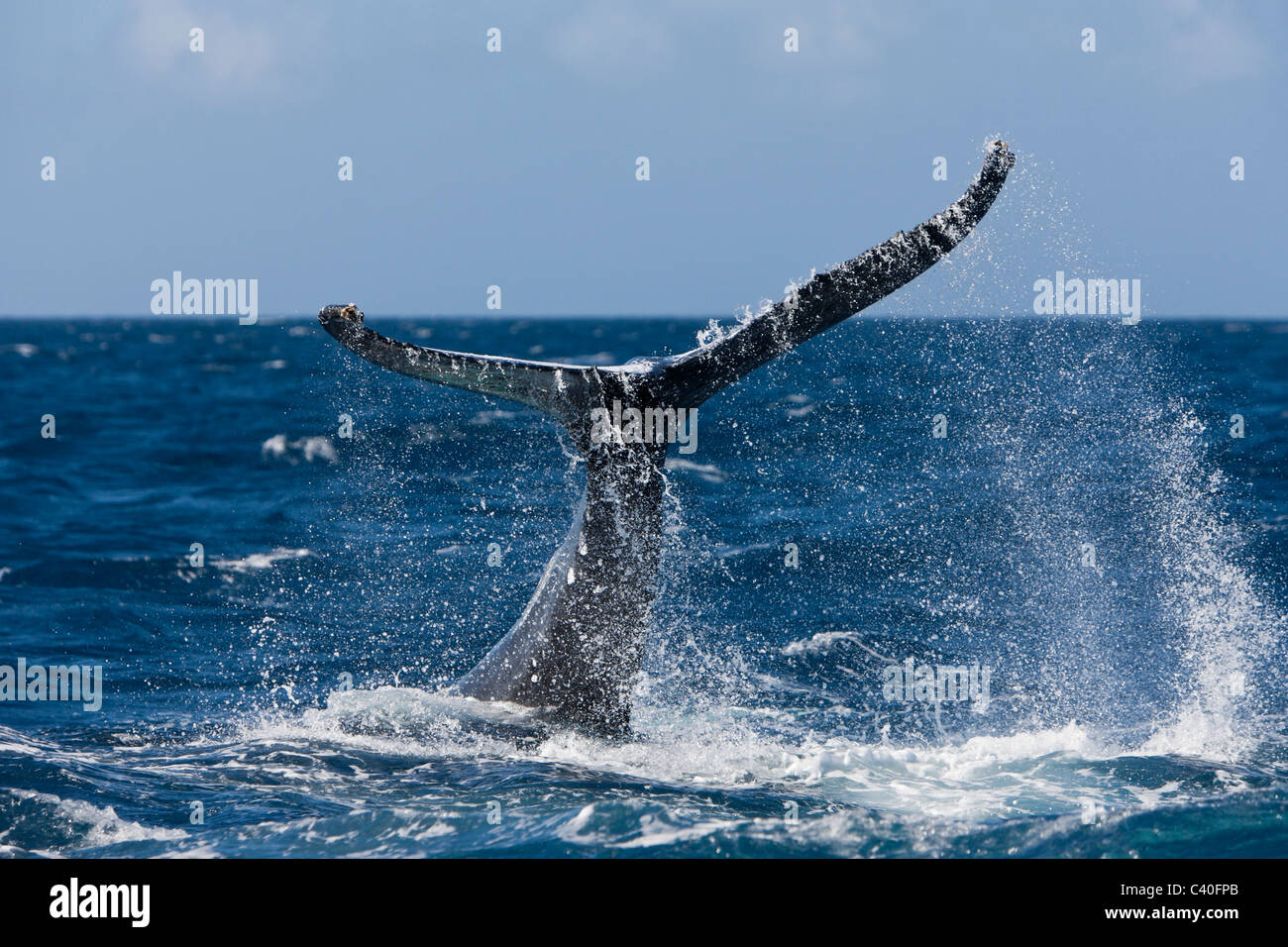 Fluke de ballena jorobada, Megaptera novaeangliae, Banco de Plata, Océano Atlántico, República Dominicana Foto de stock