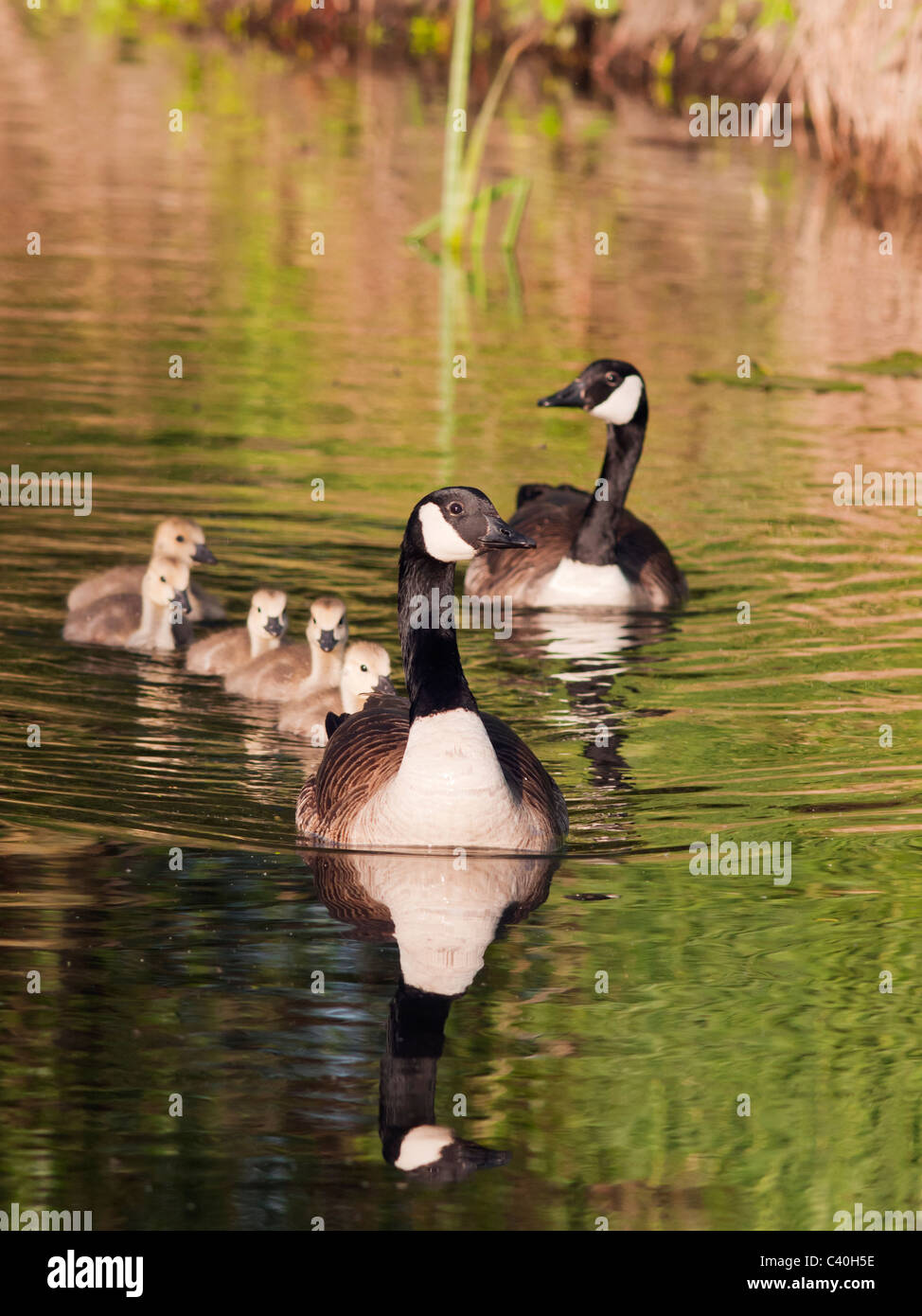 Par de los gansos de Canadá con cinco goslings a orillas del río Avon, Warwickshire Foto de stock