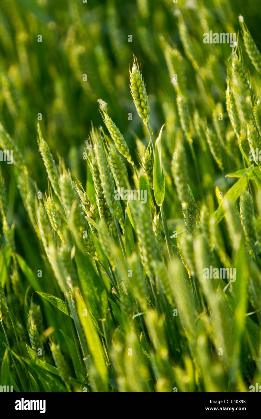 campo de trigo Foto de stock