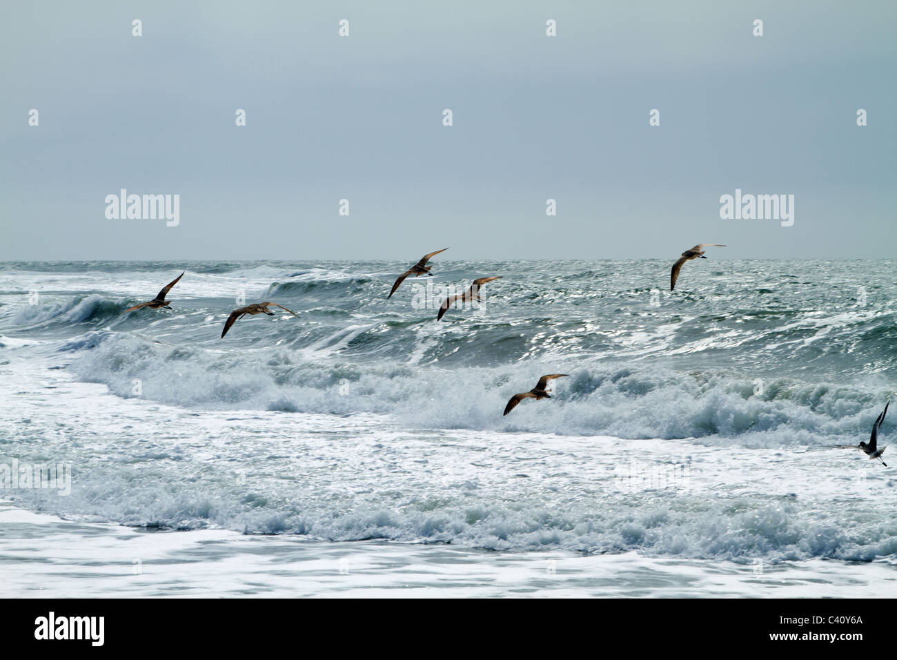 Pájaros en vuelo en Moss Landing State Beach, el Océano Pacífico, el Condado de Monterey, California, EE.UU. Foto de stock