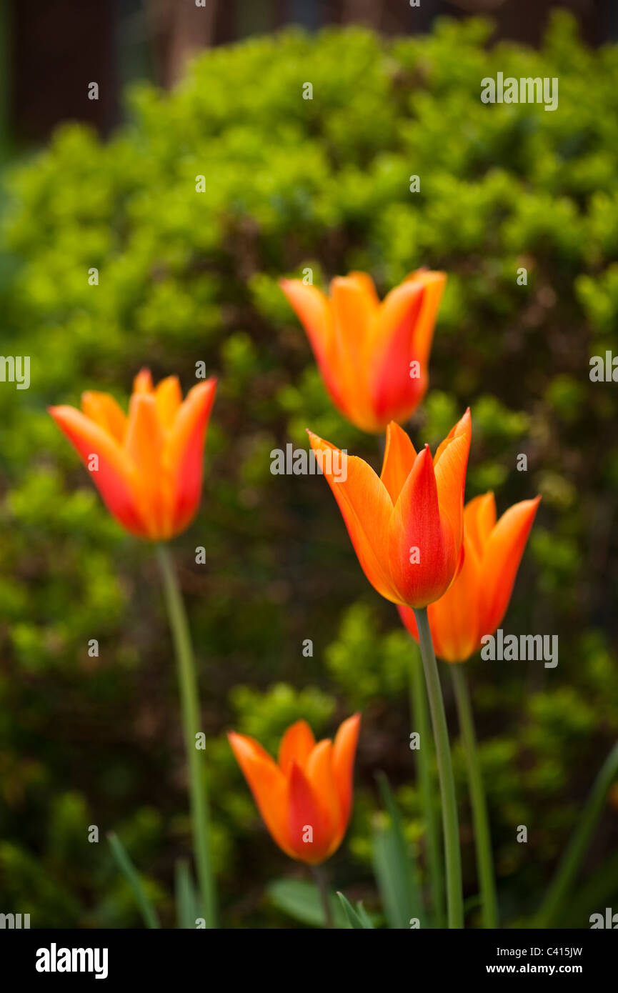 Lily flowered tulips fotografías e imágenes de alta resolución Alamy