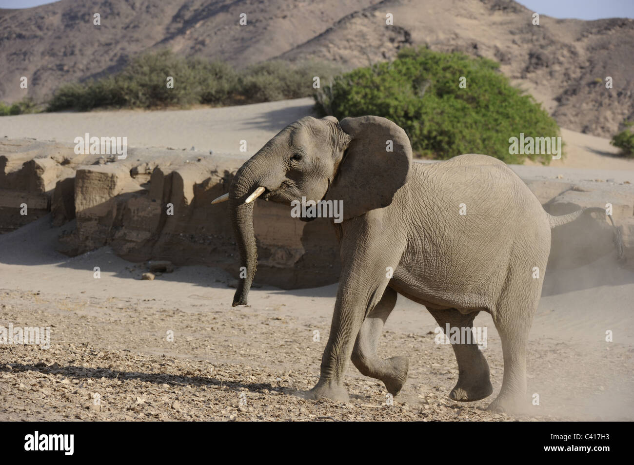 Los elefantes del desierto, Loxodonta africana, seco del río Hoanib, Namibia, Africa, de enero de 2011 / Wüstenelefanten Foto de stock