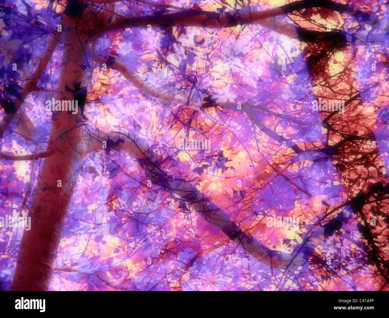 Árboles abstractos Foto de stock