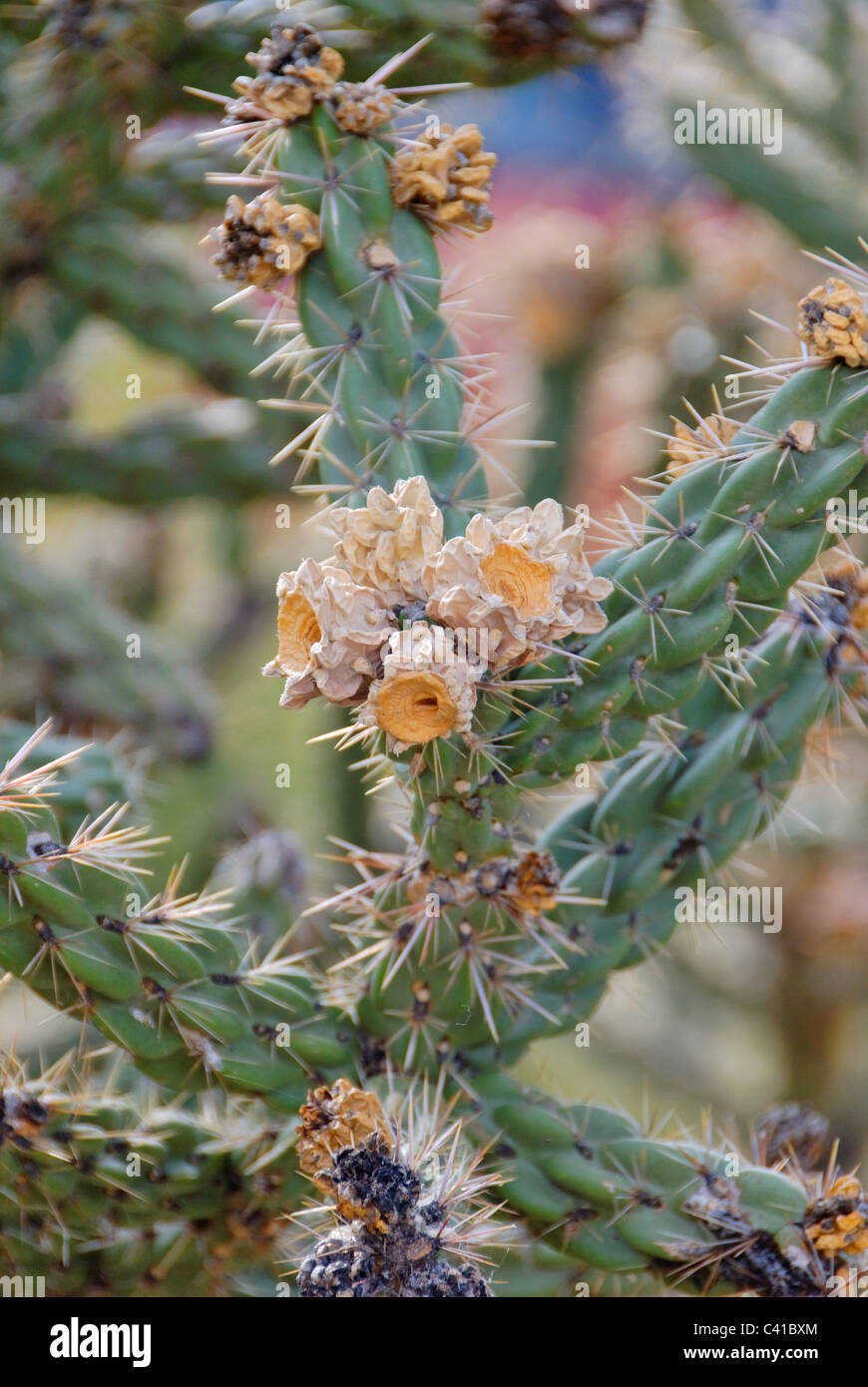 Chilla Flor de Opuntia en montañas Sandia, Albuquerque, Nuevo México, EE.UU. Foto de stock