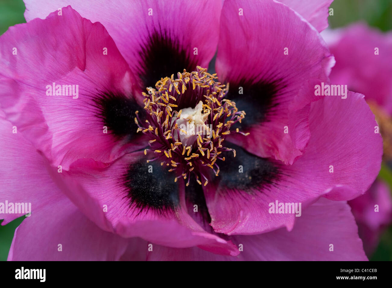 Flor de peonía fotografías e imágenes de alta resolución - Alamy