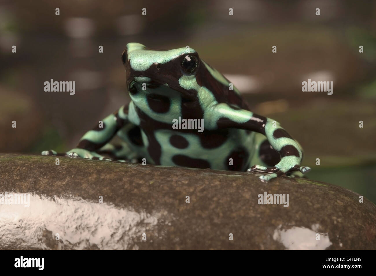 Negro y verde poison dart frog [Dendrobates auratus] sobre una roca, Retrato Foto de stock