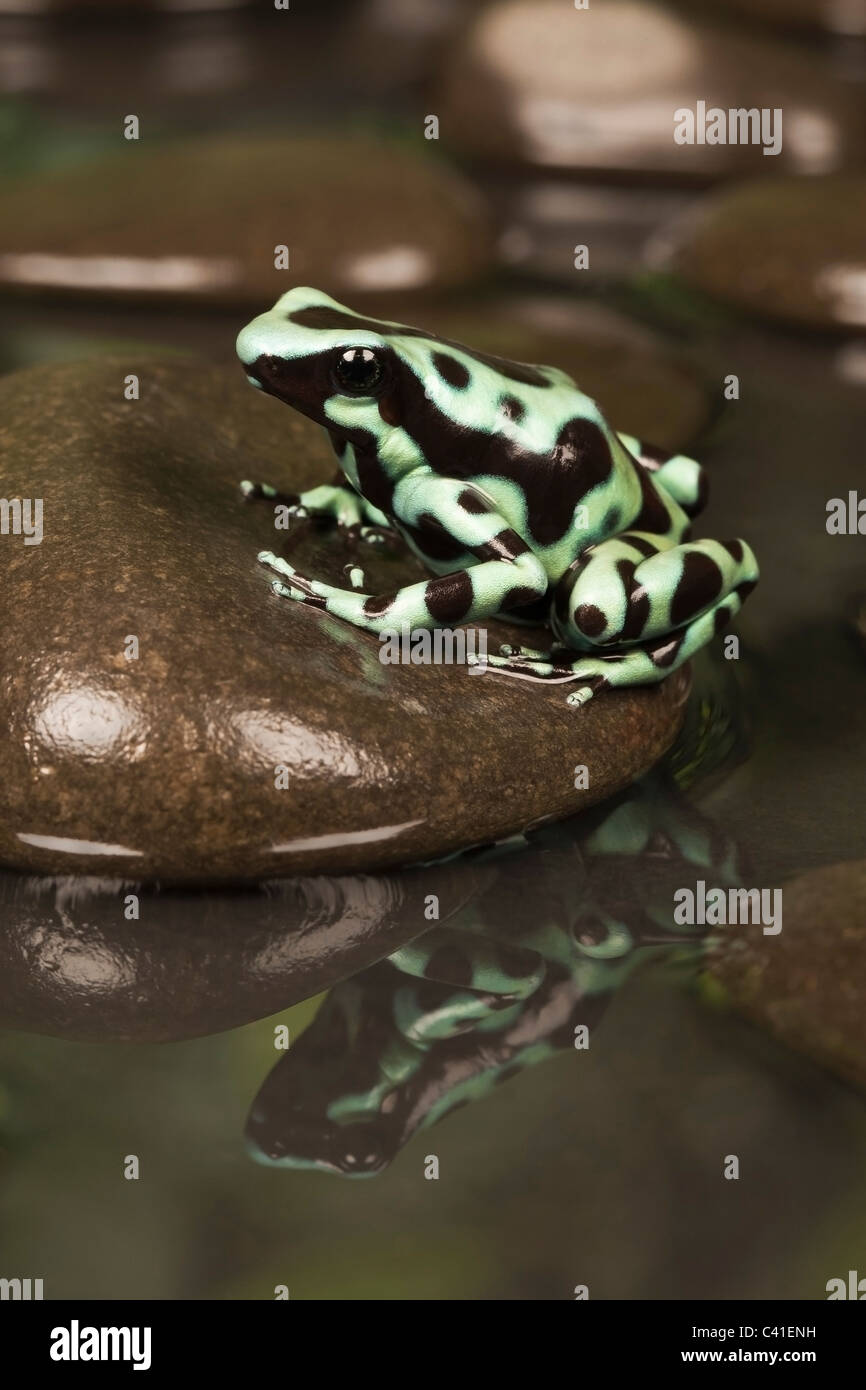 Negro y verde poison dart frog [Dendrobates auratus] sobre una roca, con reflejo en el agua, vertical Foto de stock
