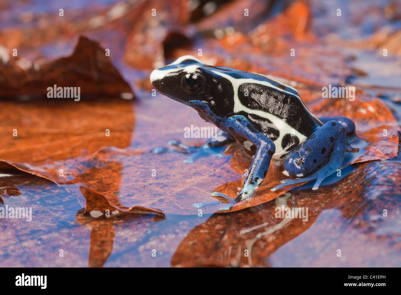 Tintura sapo dardo [Dendrobates tinctorius] en agua, Retrato Foto de stock