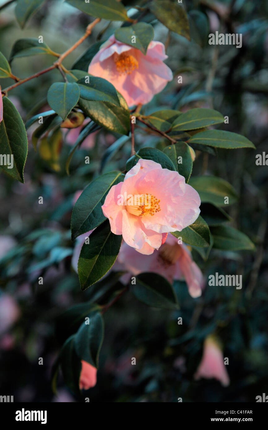 X Camellia williamsii 'J C Williams' AGM Foto de stock