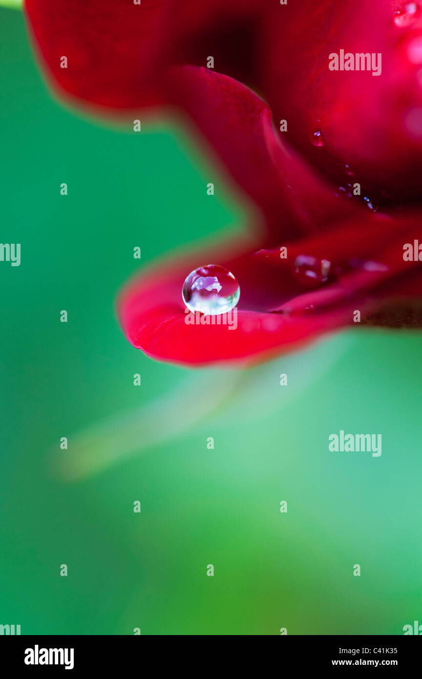 Gota de lluvia de pétalos de rosas rojas sobre un fondo verde Foto de stock