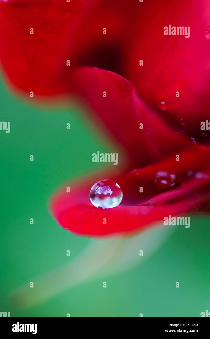 Gota de lluvia de pétalos de rosas rojas sobre un fondo verde Foto de stock