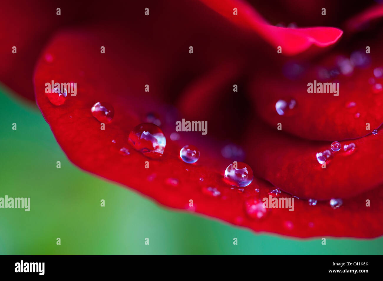 Las gotas de lluvia sobre pétalos de rosas rojas sobre un fondo verde Foto de stock