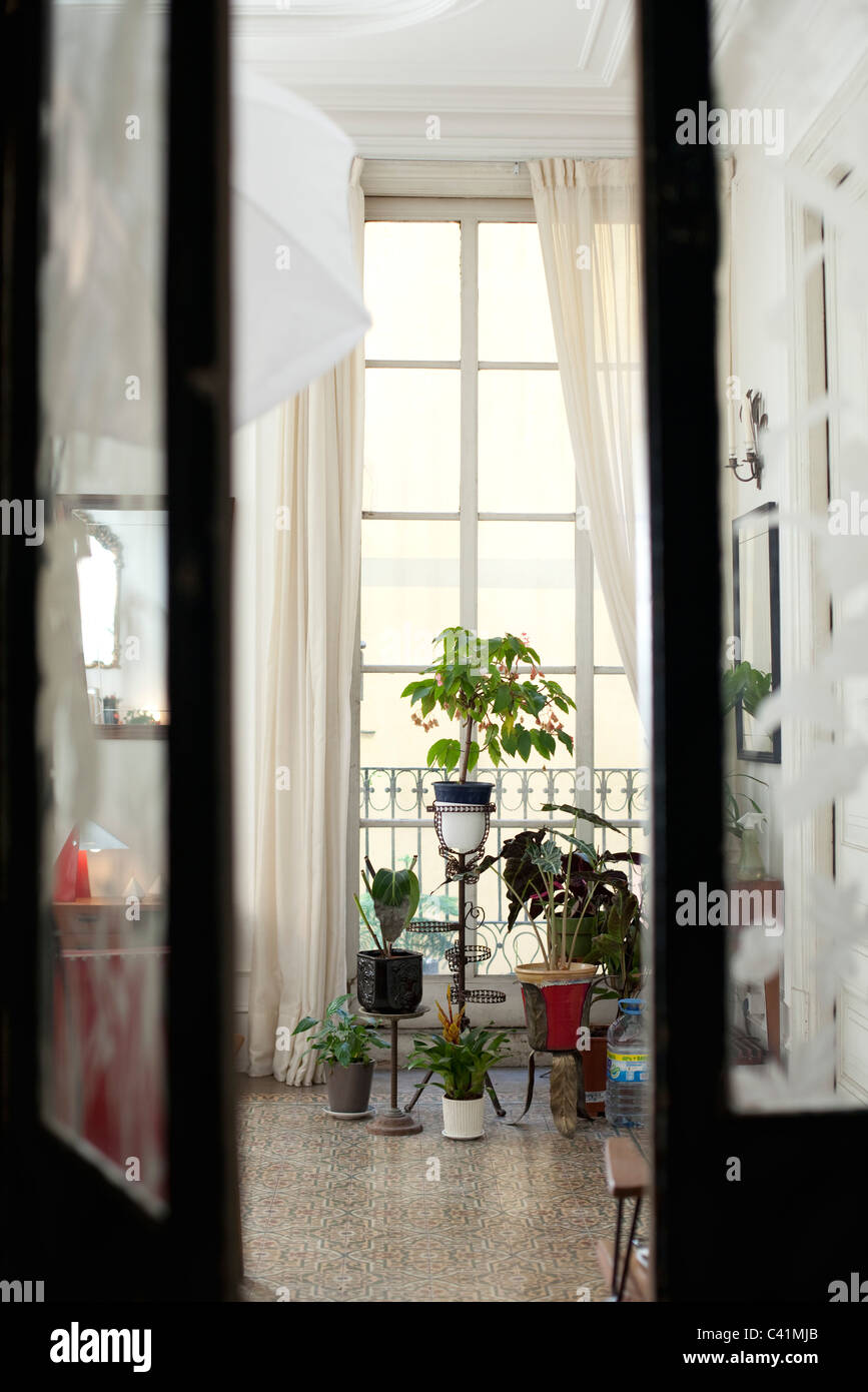 Macetas con plantas de casa vistos a través de la puerta Foto de stock