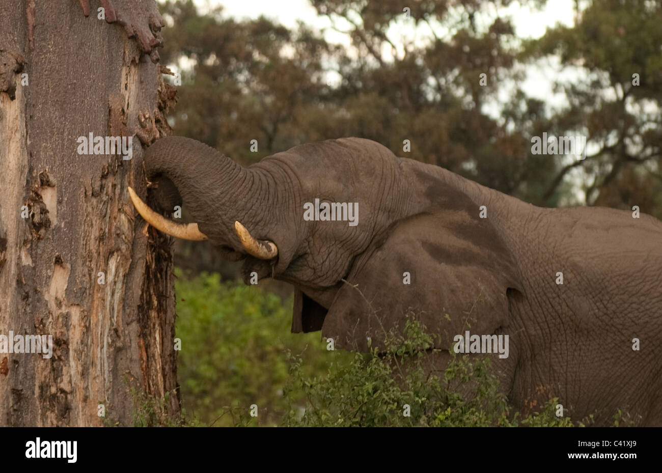 Bull elefante africano pelar la corteza de árbol baobab Adansonia digitata Foto de stock