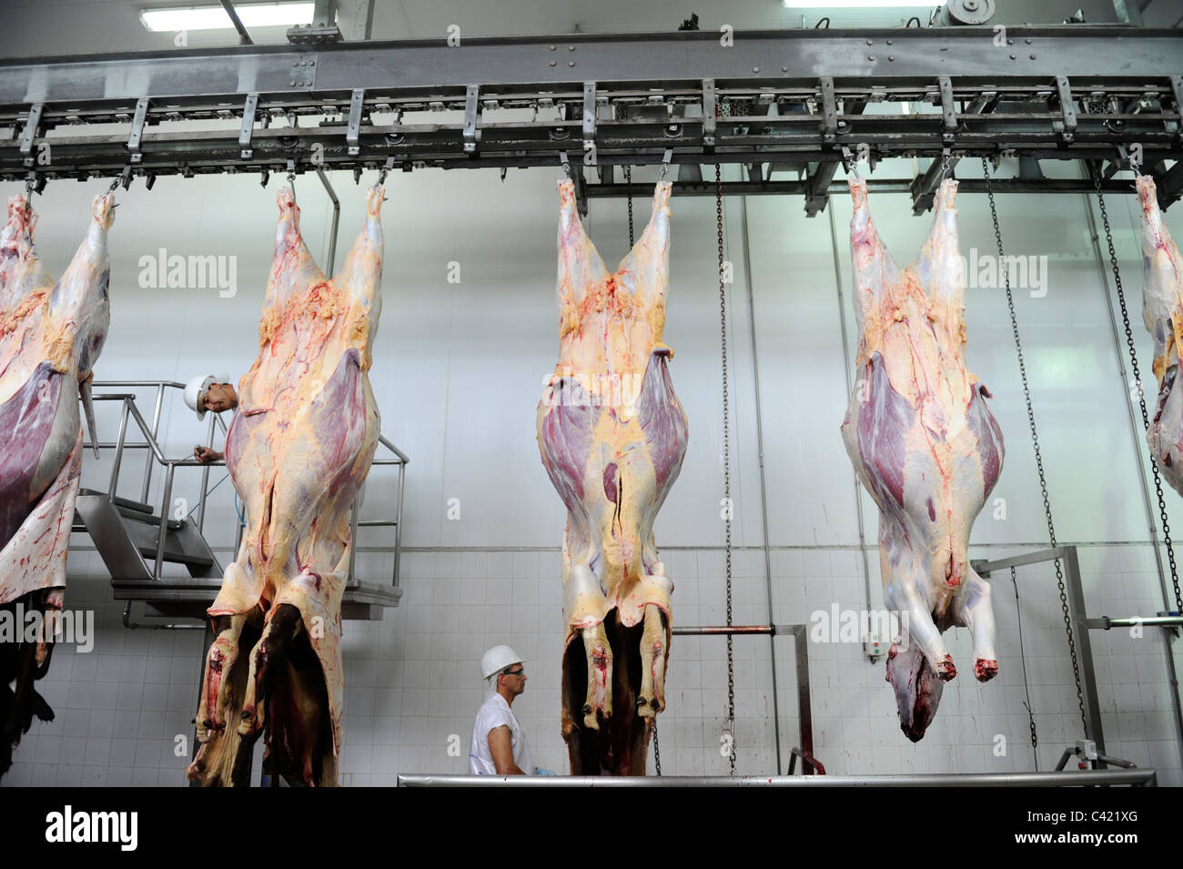 URUGUAY matadero de MAFRIG en Tacuarembo , producción de carne filetes y hamburguesas empanadas hamburguesa para exportación, vacas colgando en cinta Foto de stock