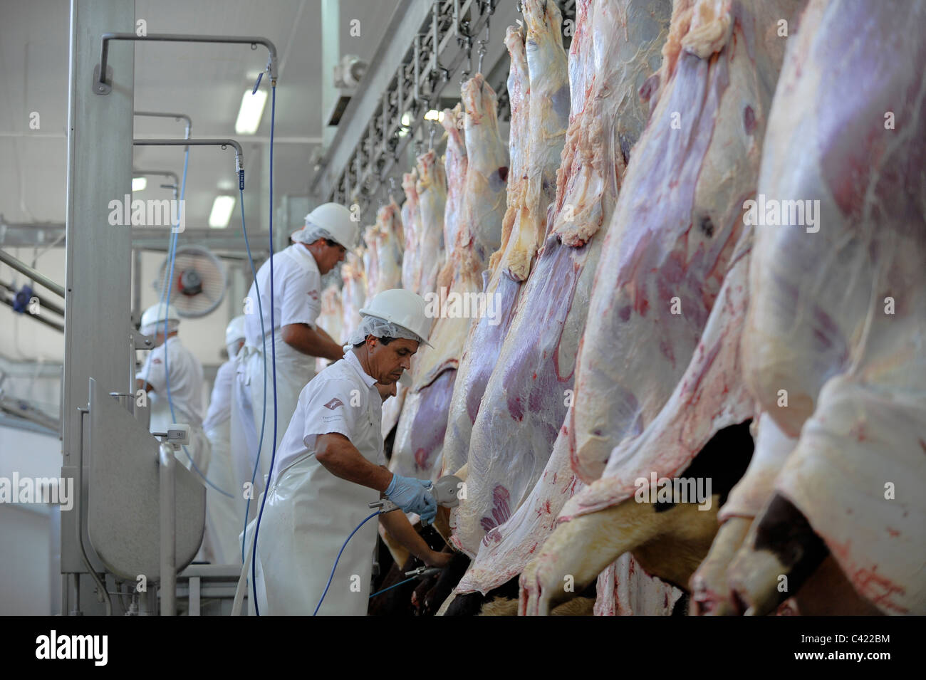 URUGUAY matadero de MAFRIG en Tacuarembo , producción de carne filetes y hamburguesas empanadas hamburguesa para exportación, vacas colgando en cinta Foto de stock