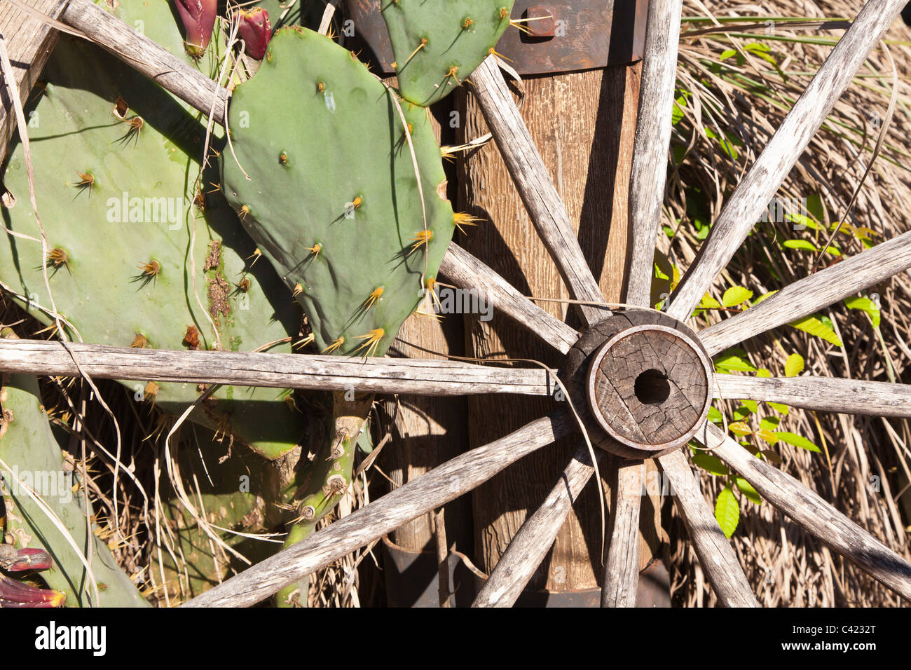 Nopal crecen cerca de madera antigua Wagon Wheel Foto de stock
