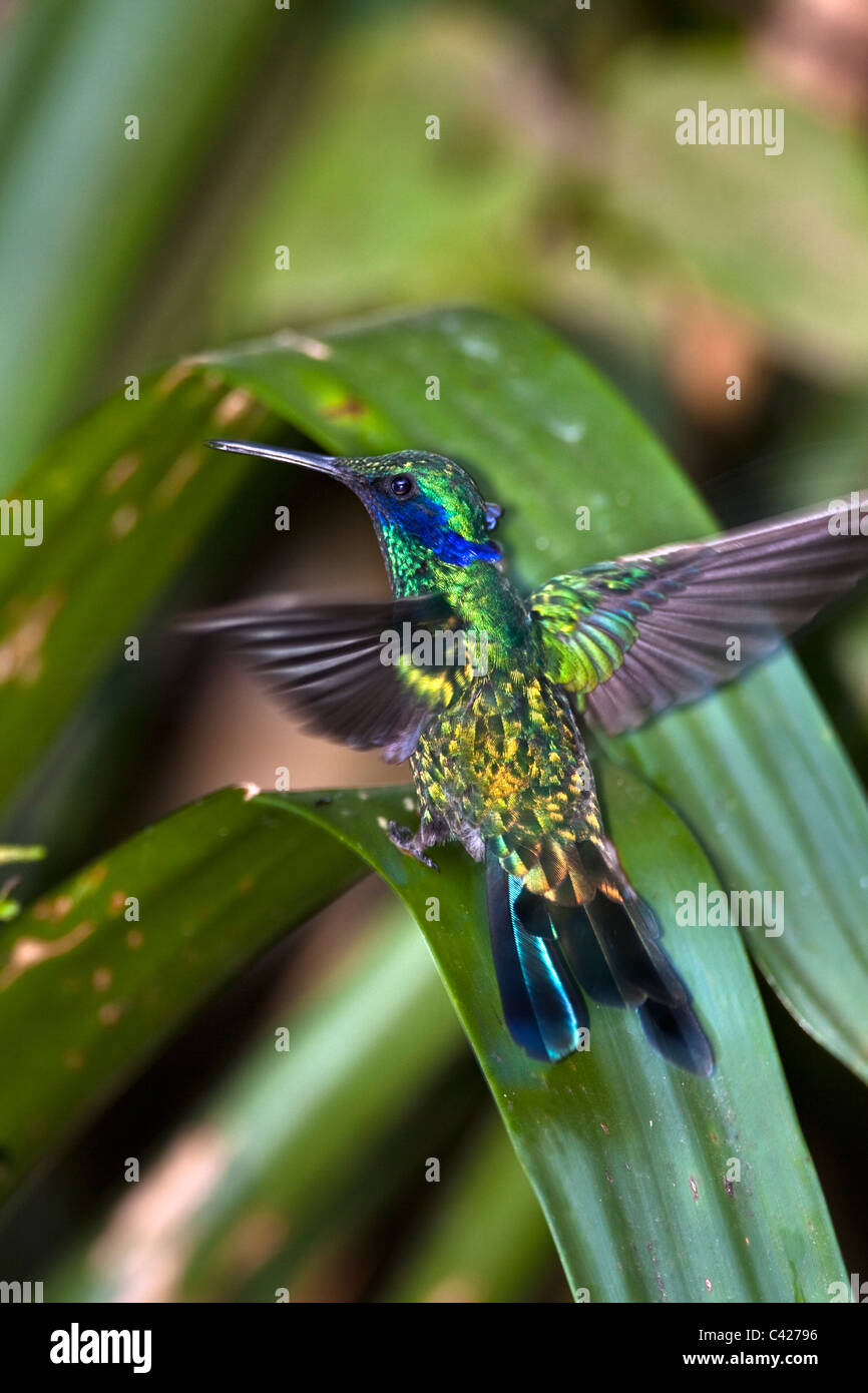 Los colibríes en el jardín del museo Kentikafe coffee shop. Sparkling Violet-ear ( Colibri coruscans ). Foto de stock