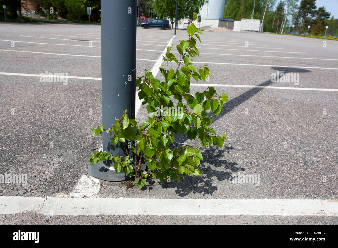 Retoño de abedul crecen en estacionamiento, Finlandia Foto de stock