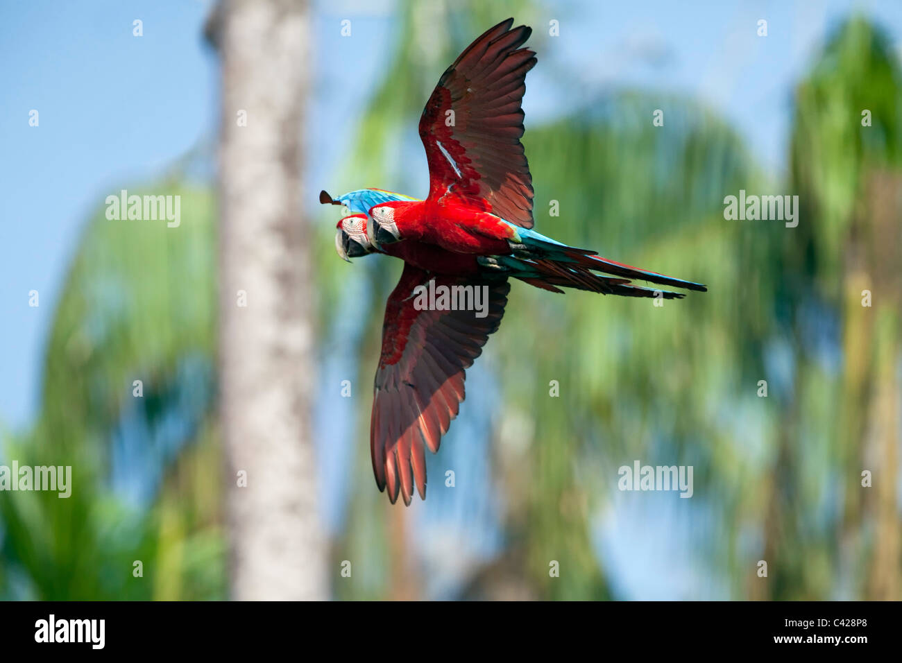 Parque Nacional del Manu, la guacamaya roja y verde ( Ara chloroptera ), cerca de Tambo Blanquillo collpa. Volando. Foto de stock